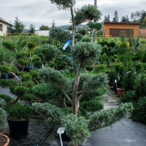 Cypruštek arizónsky (Cupressus arizonica) ´FASTIGIATA´ (-13°C) - 170-180cm, kont.70l - BONSAJ